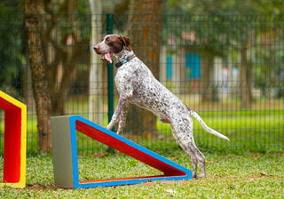 Pet: Cachorródromo do Ibirapuera volta com tudo: confira as melhorias e novas atrações para os pets